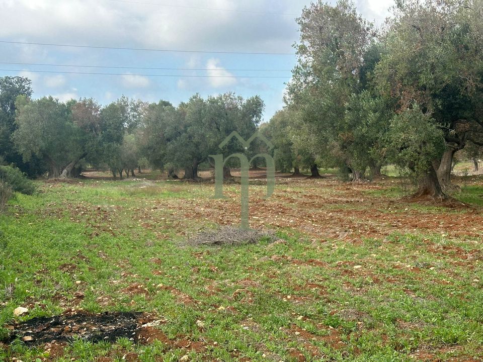 Tomt i Carovigno, Brindisi - bilde 5